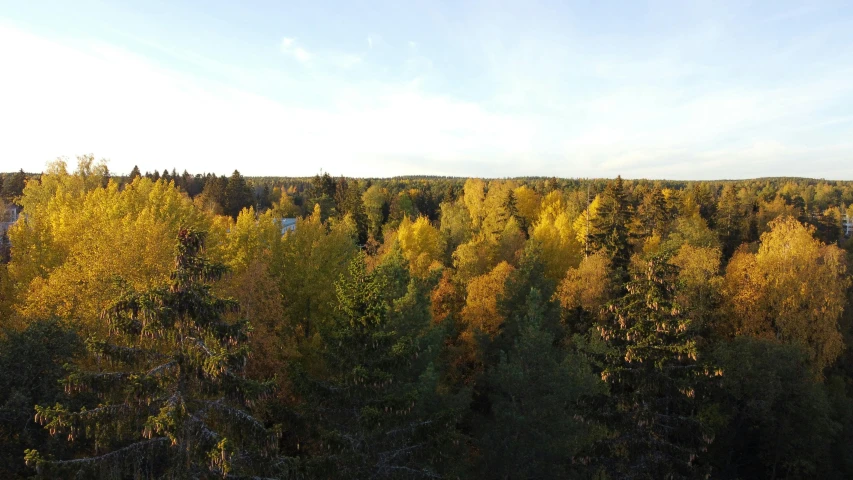 there are many trees that are changing color