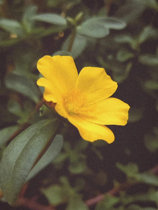 a yellow flower growing on top of a green plant