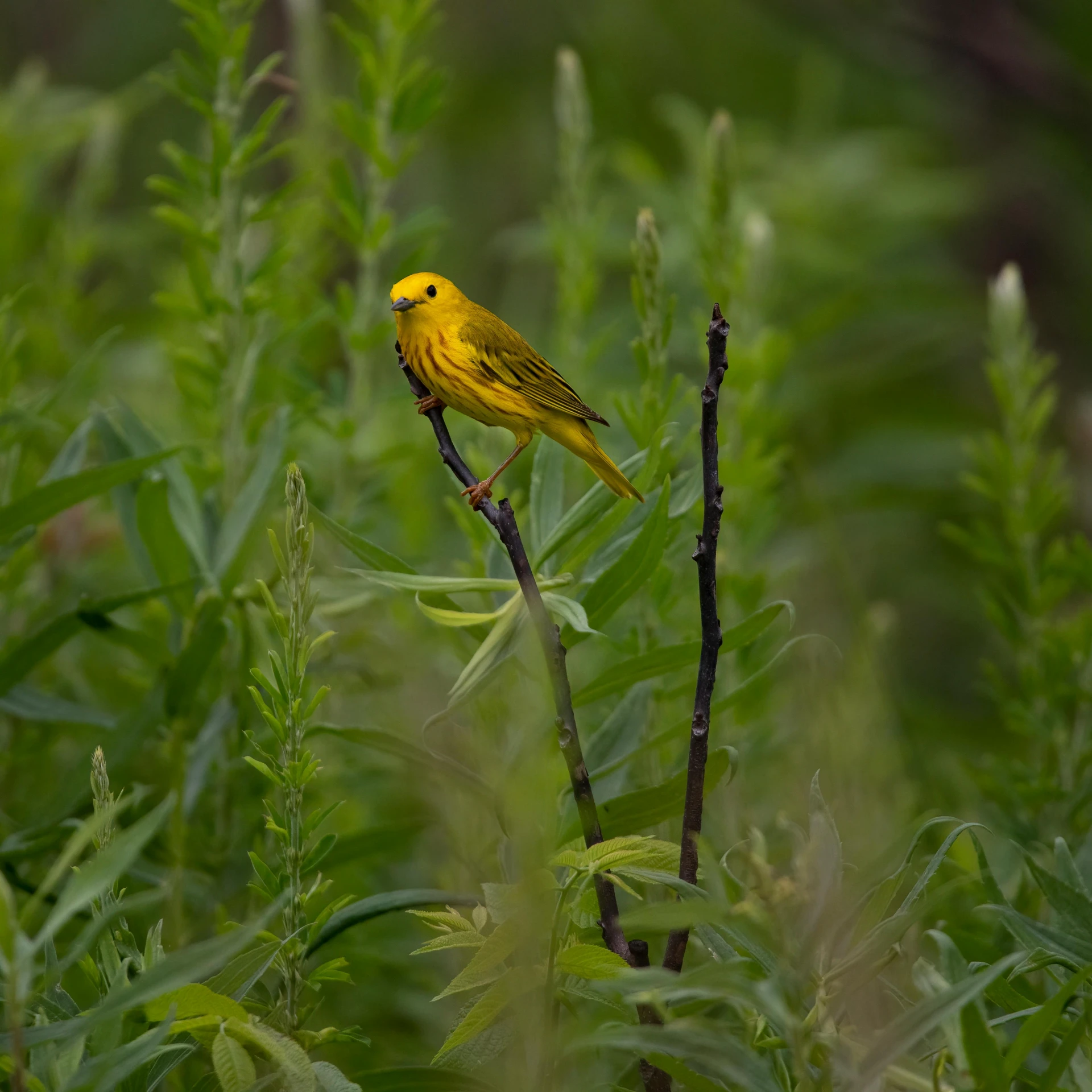 a yellow bird sitting on top of a tree nch