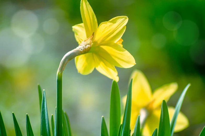 there is a small yellow flower growing up from green grass