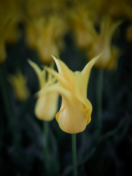 yellow flowers are in the foreground with green grass