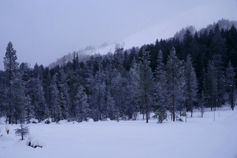 a snowy landscape with pine trees and mountains in the distance