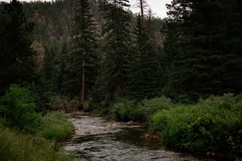 a stream runs through a forested area