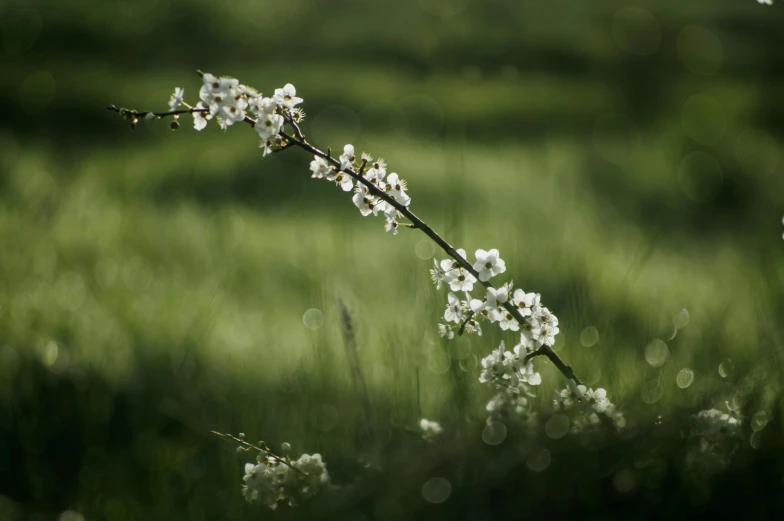 a nch with flowers that is in the grass