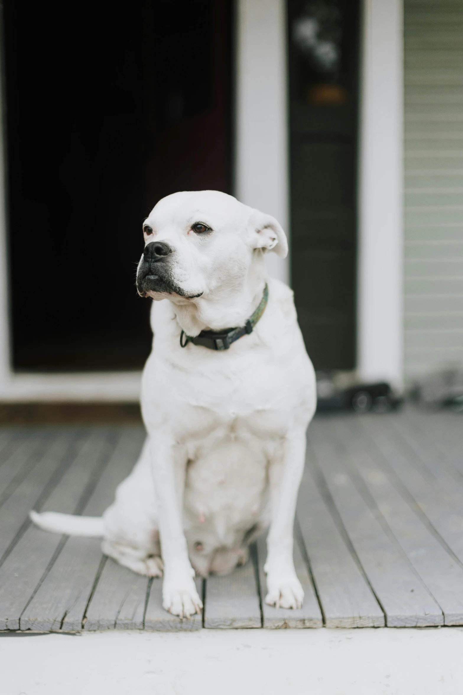 white dog with black collar sitting on the wooden porch