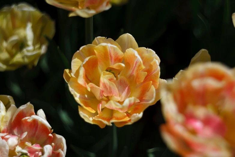 a bunch of yellow and red flowers are on display