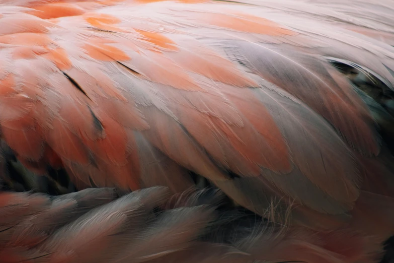 a close up view of a pink bird