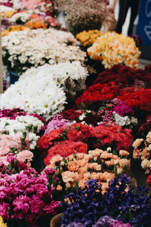 multiple different flowers lined up on the ground