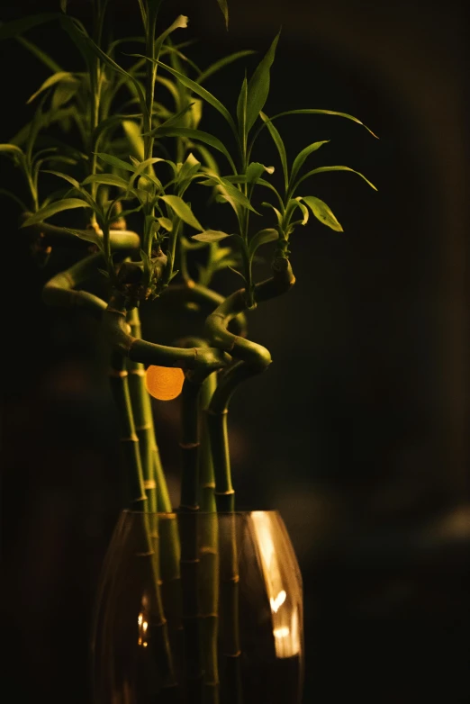 a glass vase with a group of bamboo plants in it