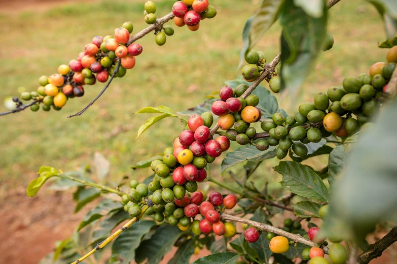 green and red berries hang from the tree