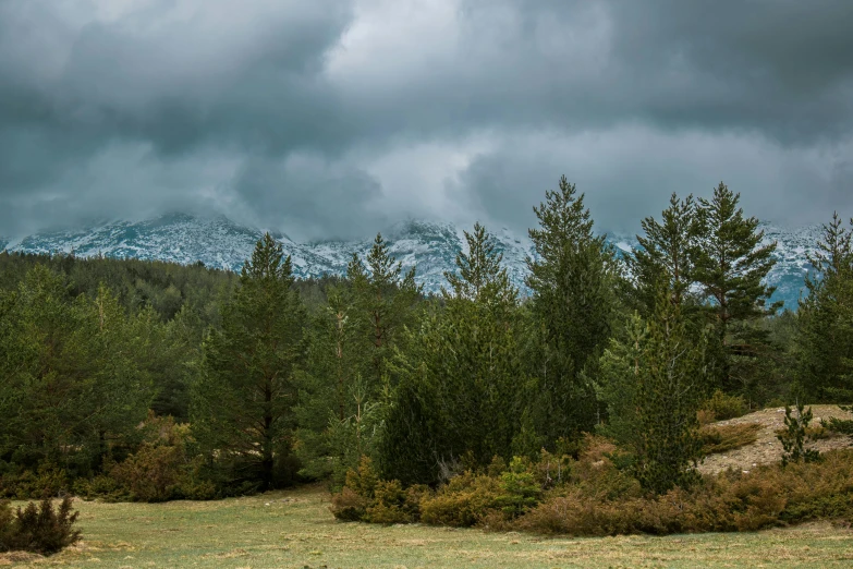 a cloudy day in a field of a mountainside with a tree line