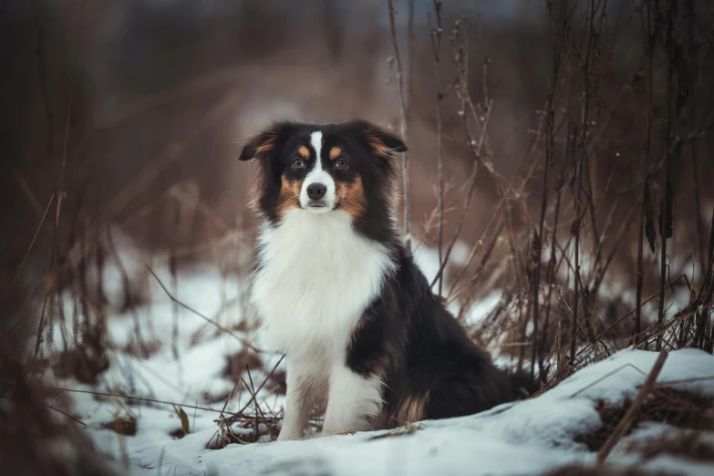 the dog is sitting in the snow with the trees