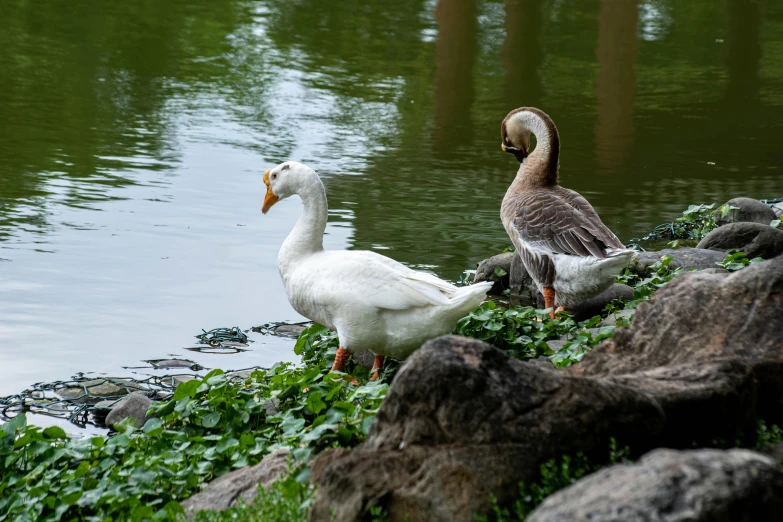 a group of ducks next to the water