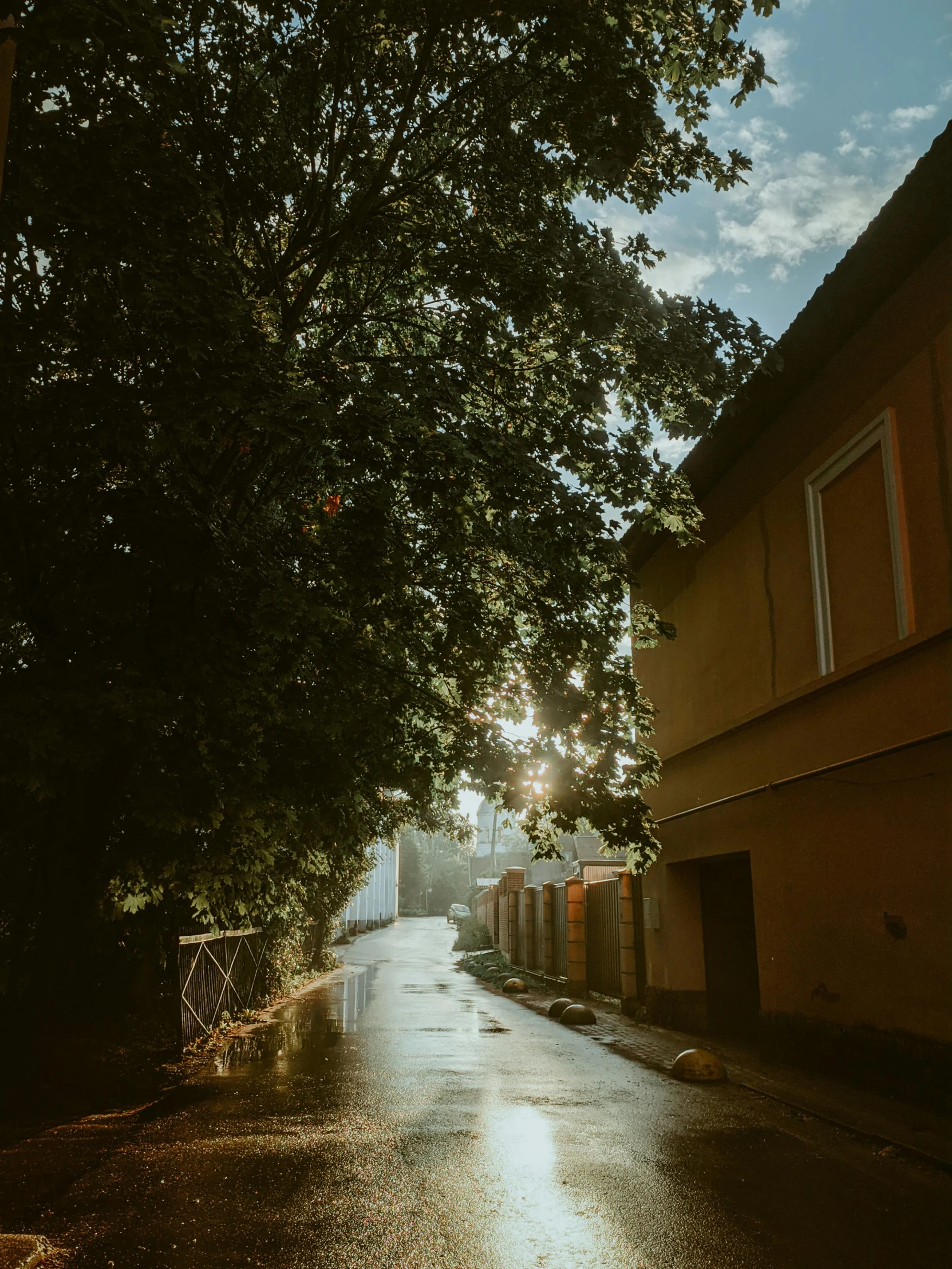 a street is very wet with some trees near it