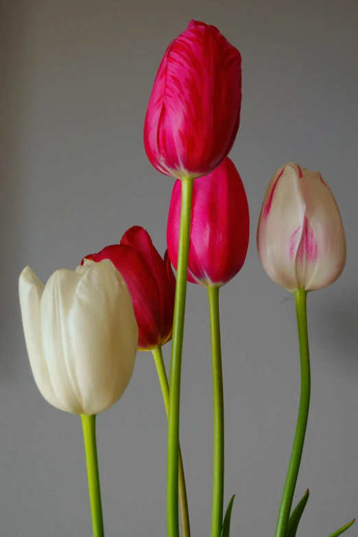 three flowers that are standing up with one flower still in it