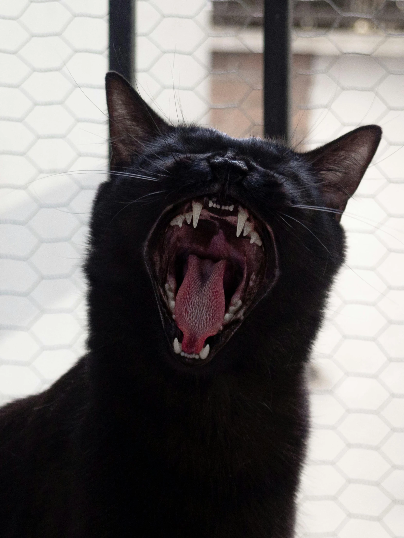 a black cat with it's mouth open wide and hissing