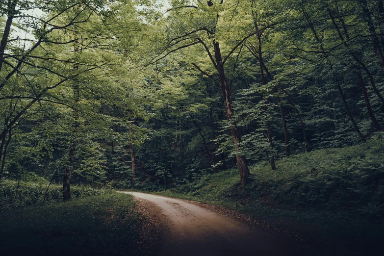 a dirt road in front of lush green trees