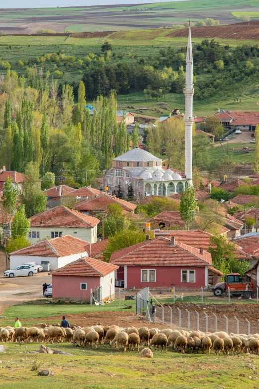 a sheep herder walking through a pasture by a large arabic styled mosque