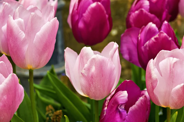 the flowers are blooming near a watering can