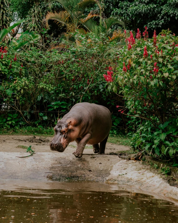 a hippo standing next to a lake on top of grass and flowers