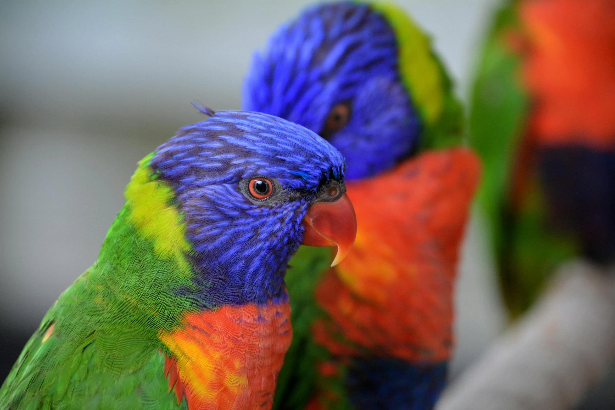 a colorful bird standing next to another colorful bird