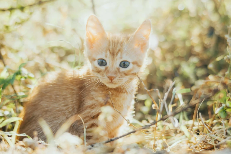 an orange kitten sitting in a field next to leaves