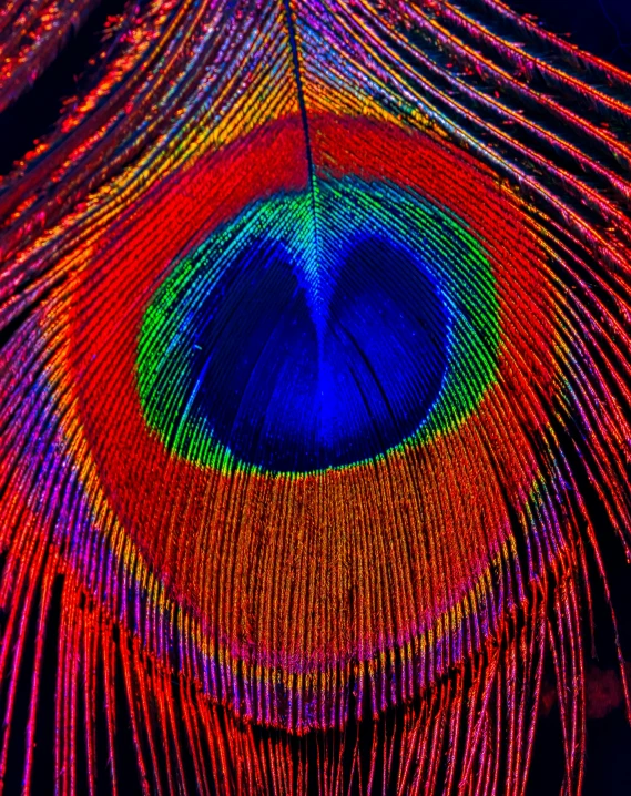 multi - colored lights are shining on a peacock's tail