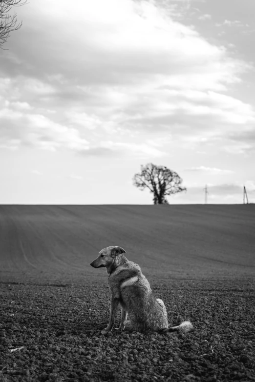 a dog sitting on top of a field near a tree