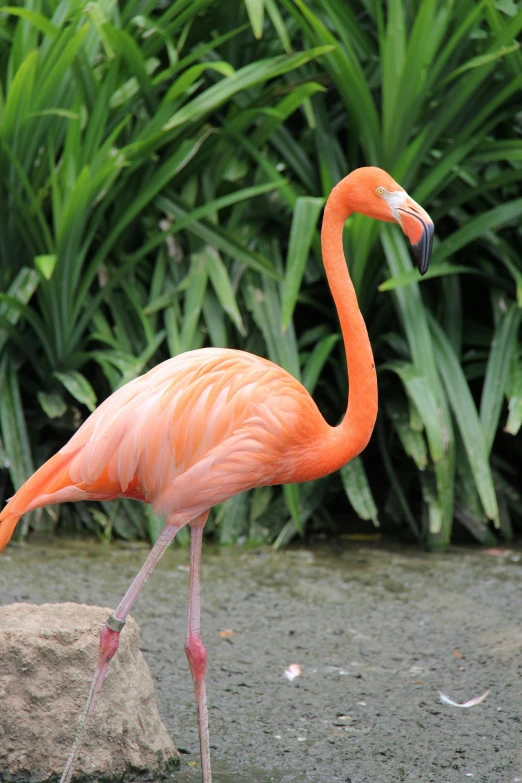 the flamingo is standing in the water with its feet up