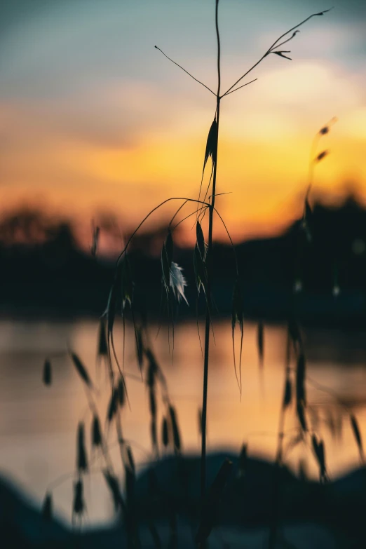 a tall blade of grass by the water