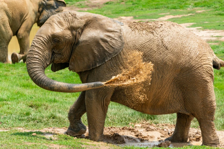 an elephant that is throwing dirt in its mouth