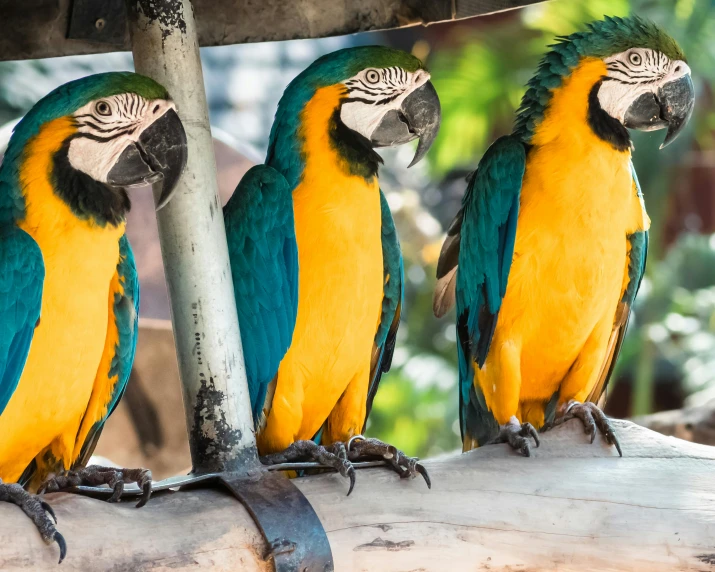 three yellow and green parrots perch together on a nch