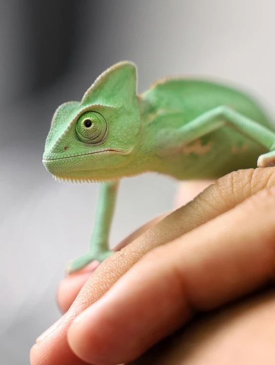 a green lizard toy is being held in someones hand