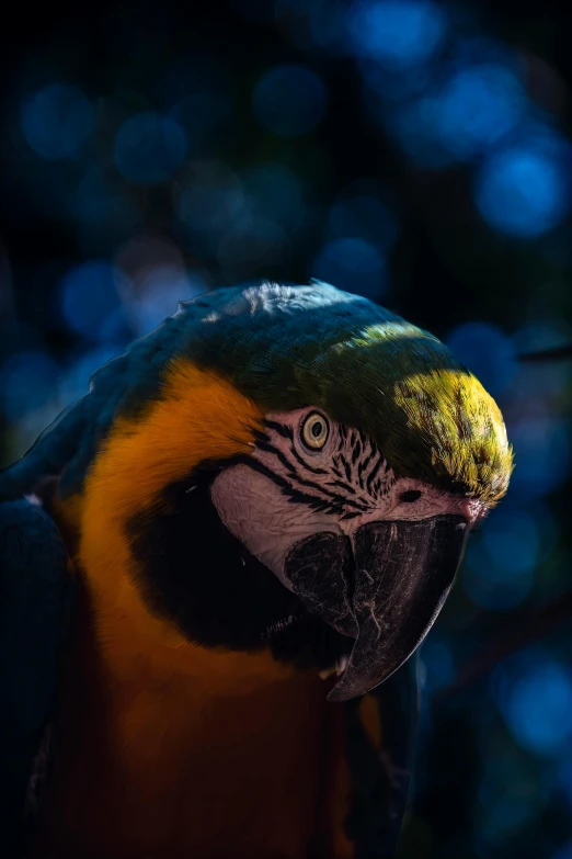 an image of a bird with a yellow and black beak