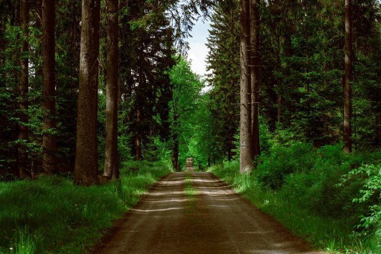 a road in the woods lined by tall trees