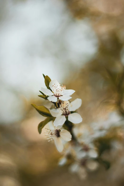 white flowers with one single flower on each bloom