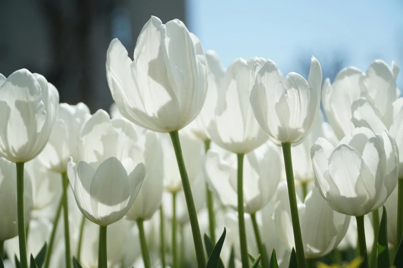 large flowers are blooming in a field