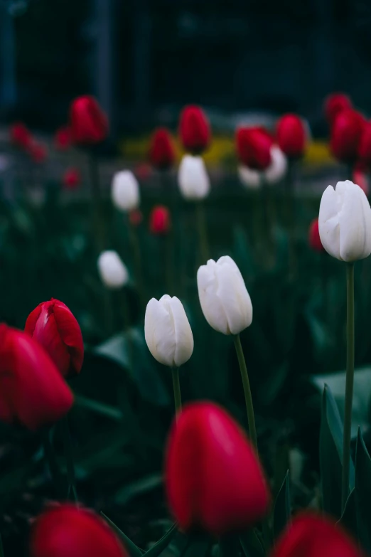 a field filled with lots of white and red flowers