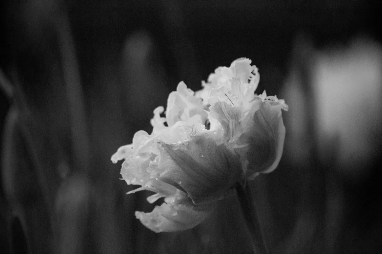 a close - up image of a flower that is blooming