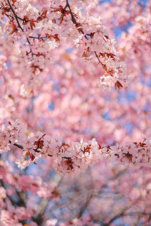 a cherry tree with pink flowers under a blue sky