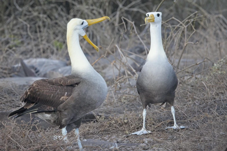 two birds standing next to each other on dry grass