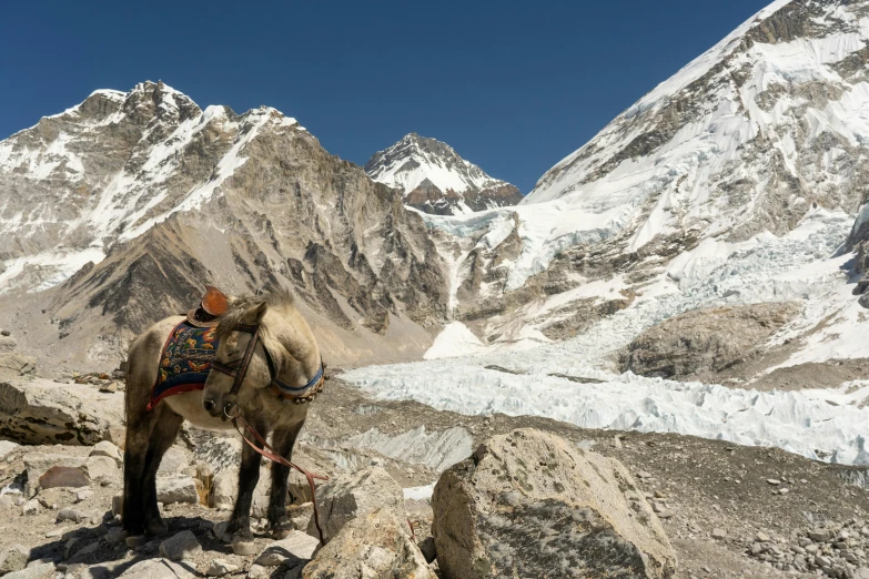 a horse on the rocks looking towards some snow covered mountains