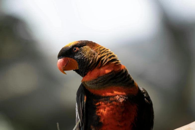 a parrot sitting on top of a nch near a tree