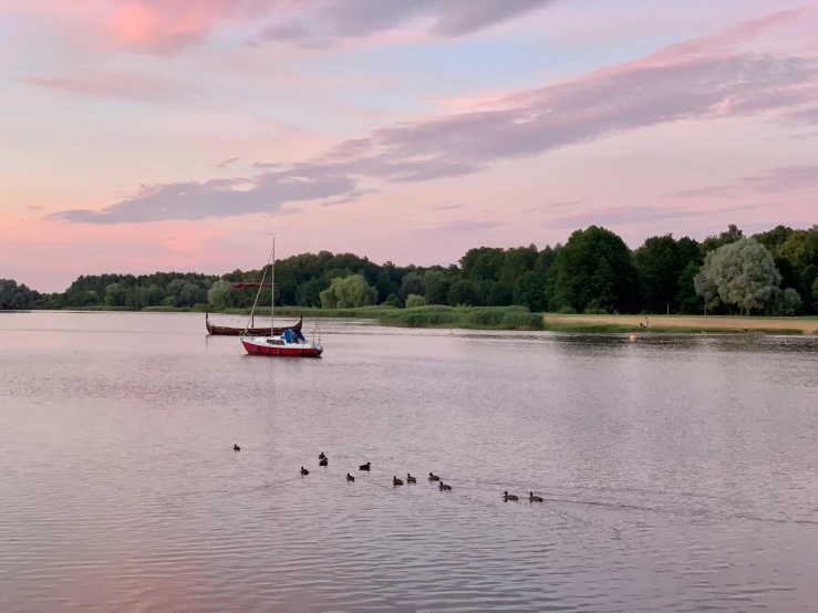 a bunch of ducks that are swimming on a body of water