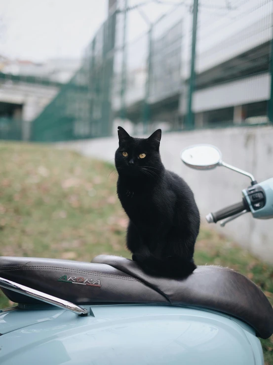 a cat sitting on top of the motorcycle