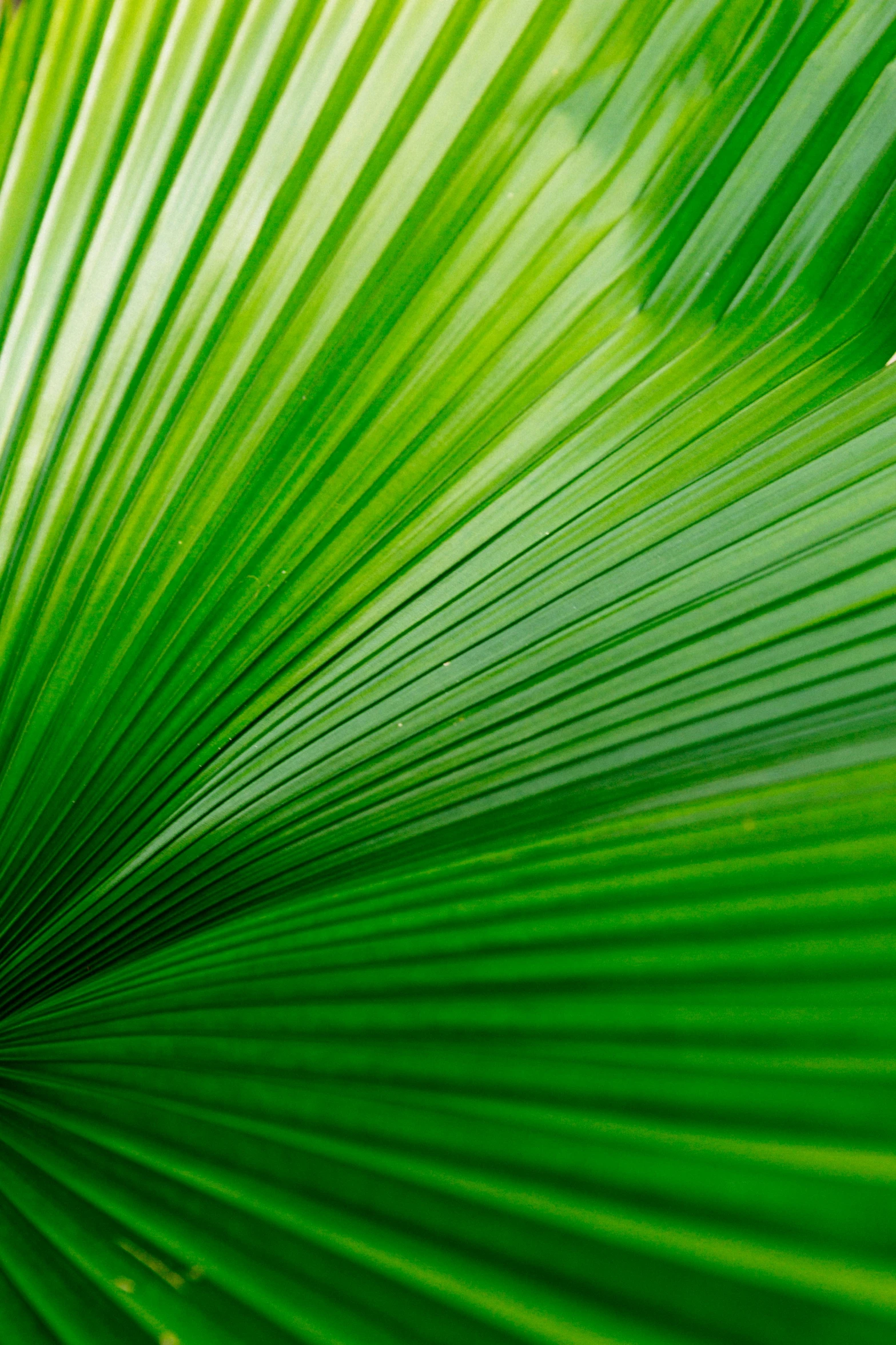 green leaves are seen close together in this image