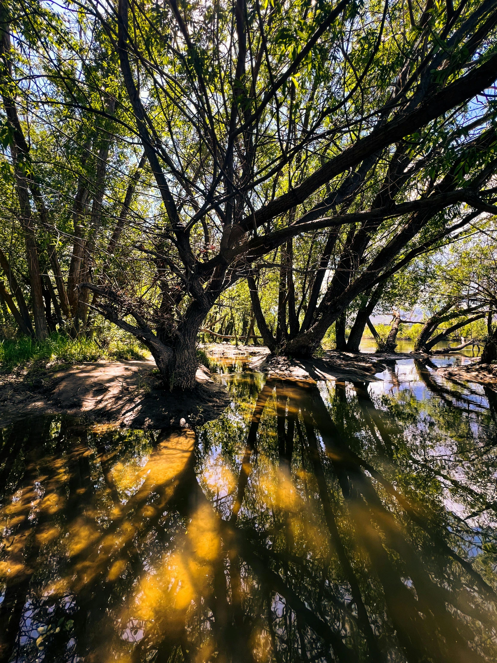 an image of a river with lots of trees