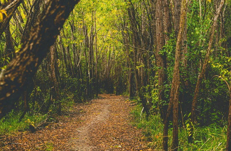 a dirt path that has fallen in some trees