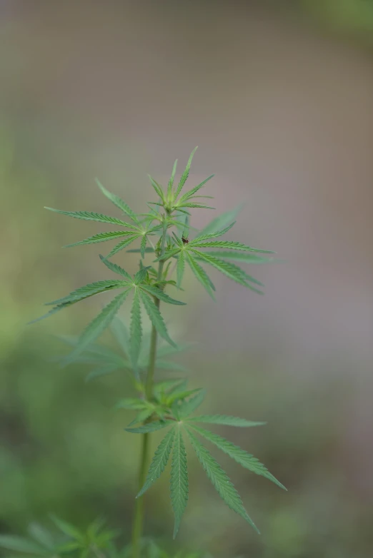 a close up of a green plant with blurry background