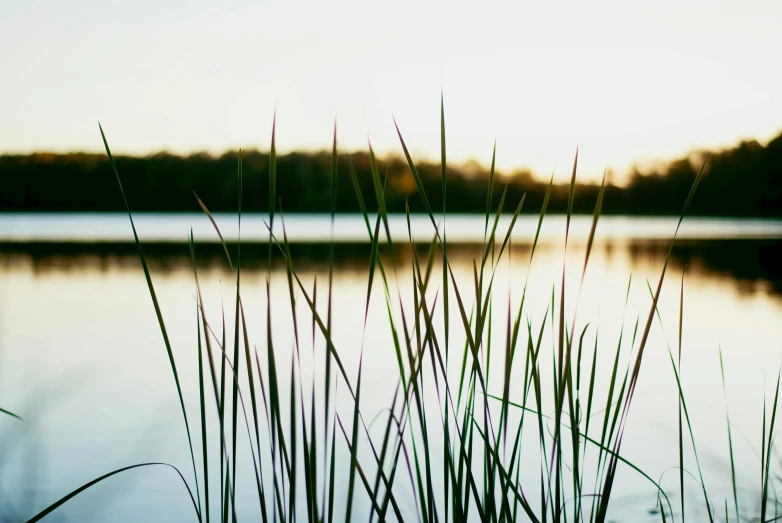 tall grass growing next to water with trees in the background